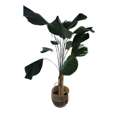 Plant (excl. mand)