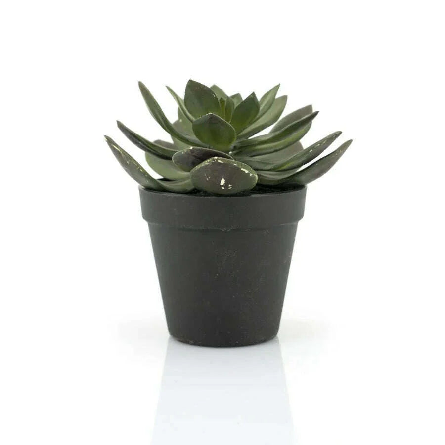 By-Boo Succulent Echeveria 2 naturel