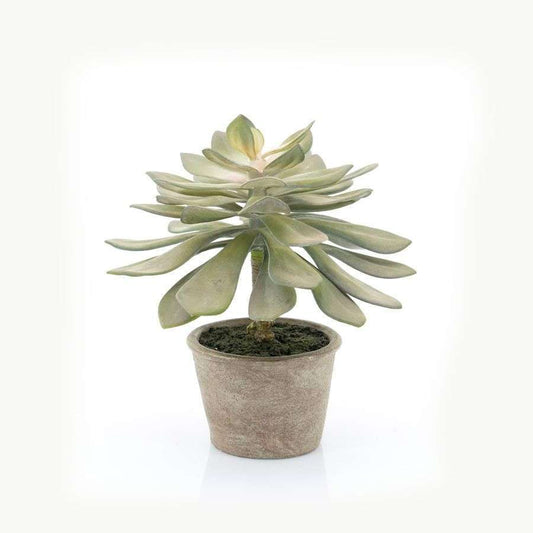 By-Boo Succulent Echeveria kunstplant